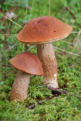 Rotkappe (leccinun rutum)