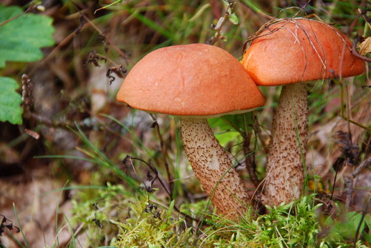 Rotkappen (leccinum rufum) guter Speisepilz