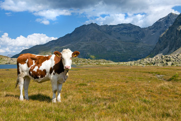 mucca pezzata in alta montagna