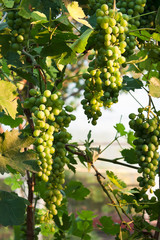 White grapes
