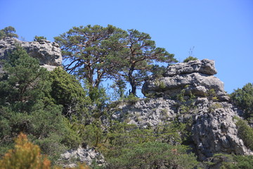 arbres et rochers