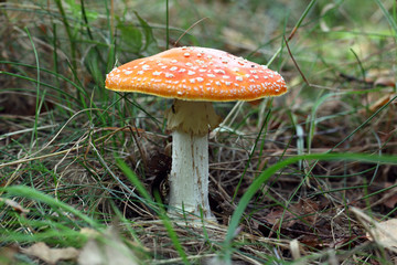 Amanita poisonous mushroom on the nature background.