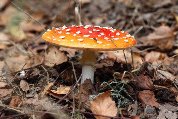 Amanita poisonous mushroom on the nature background