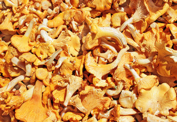 Chanterelle
