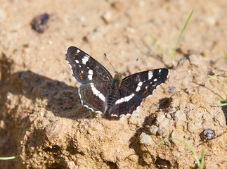 white admiral butterfly