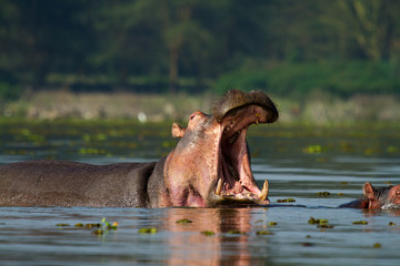 Fototapeta na wymiar Hippo z otwartymi ustami