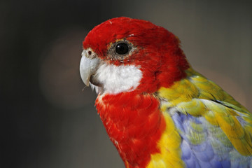 Rosellasittich