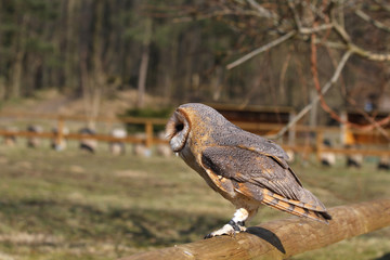 Schleiereule in einer Falknerei