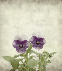 textured old paper background with garden viola