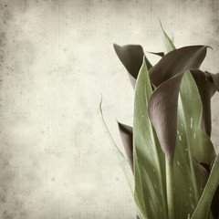 textured old paper background with darl purple calla lilies