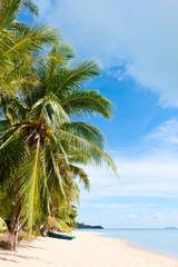 Fototapeta na wymiar Tropical beach with coconut palm trees at Seychelles