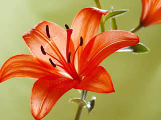 Vivid,orange flower isolated on green background