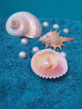 Beautiful pearly shells and pearls on rocky blue background