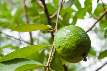 guava on tree