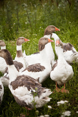 Domestic Ducks