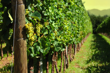 Fototapeta na wymiar Italian Vineyard