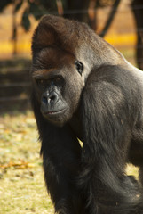 Close-up of gorilla