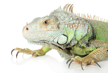 Iguana. Close-up portrait on a white background
