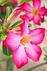 Floral background. Tropical flower Pink Adenium.