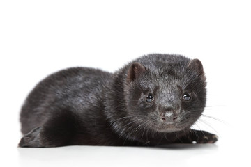 American mink on white background