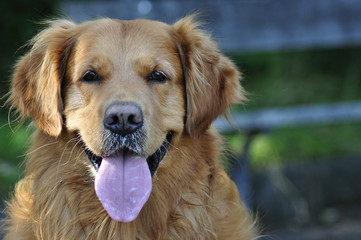 Fototapeta premium Golden Retriever face in park 3