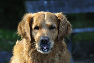 Fototapeta premium Golden Retriever face in park 2