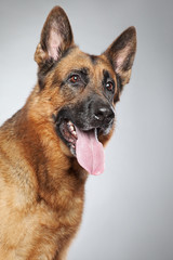 German shepherd