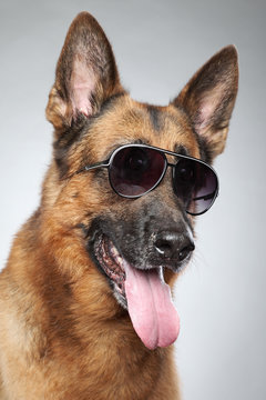 German shepherd in sunglasses. Funny portrait