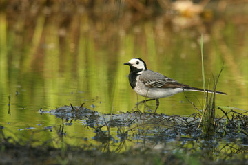 Pliszka siwa (Motacilla alba) White Wagtail © artel120(Minasyan)
