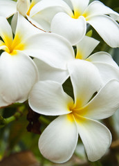 Obraz premium white plumeria flowers