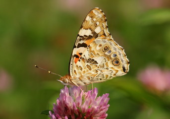 Motyl Rusałka osetnik (Vanessa cardui) Vanessa cardui