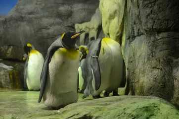 Foto op Plexiglas Penguins © SeanPavonePhoto