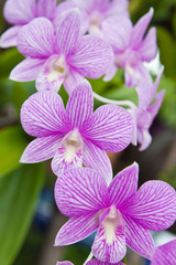 Beautiful purple orchid on green leaf background.