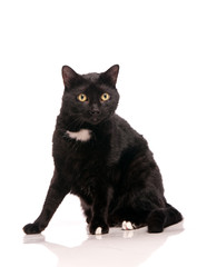 Obraz premium chat noir