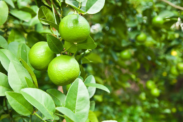 Lemons on tree
