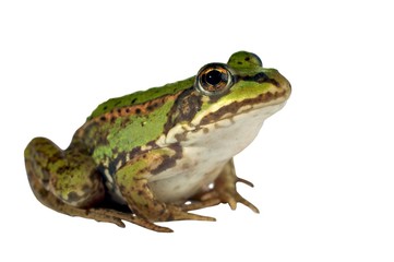 green frog