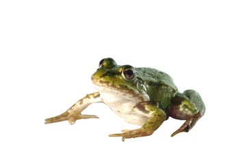 sitting frog