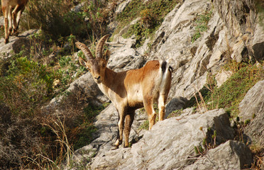 Cabra montesa