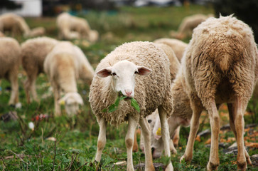 Obraz na płótnie Canvas Owce jedzenia trawy