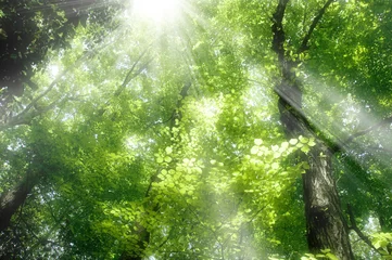 Foto auf Glas Frischer grüner Wald © bigfoot