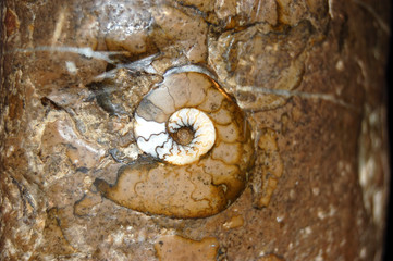 Fossil im Liaskalk