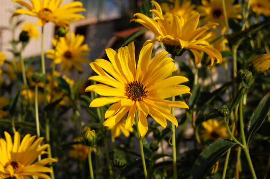 margueritte