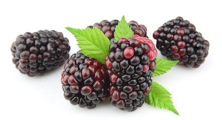 Blackberry with leaves