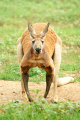 Red Kangaroo looking at camera.