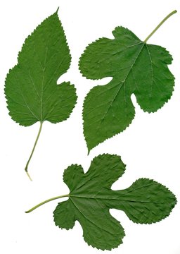 leaves of mulberry tree