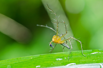 long legs spider in green nature