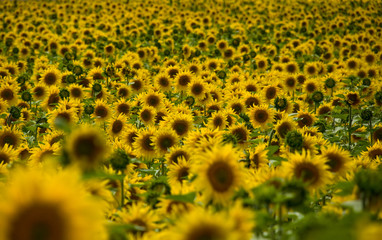 campo di girasoli