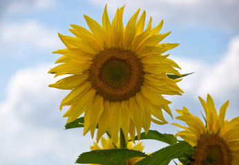 girasole