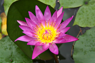 waterlily