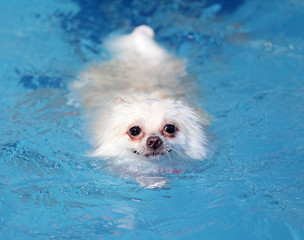 white pomeranian dog swimming in swimming pool © leungchopan